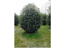 九江市林木種苗中心——樹(shù)木產(chǎn)品展示