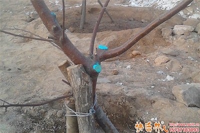 樹(shù)木越冬修剪的必要性與后續(xù)處理指南